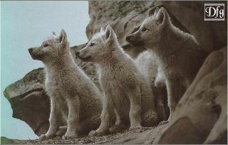arctic wolf
